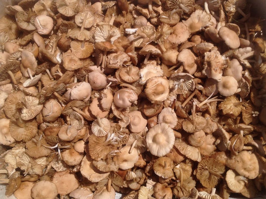 Суха челядинка